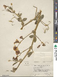 Lathyrus tingitanus image
