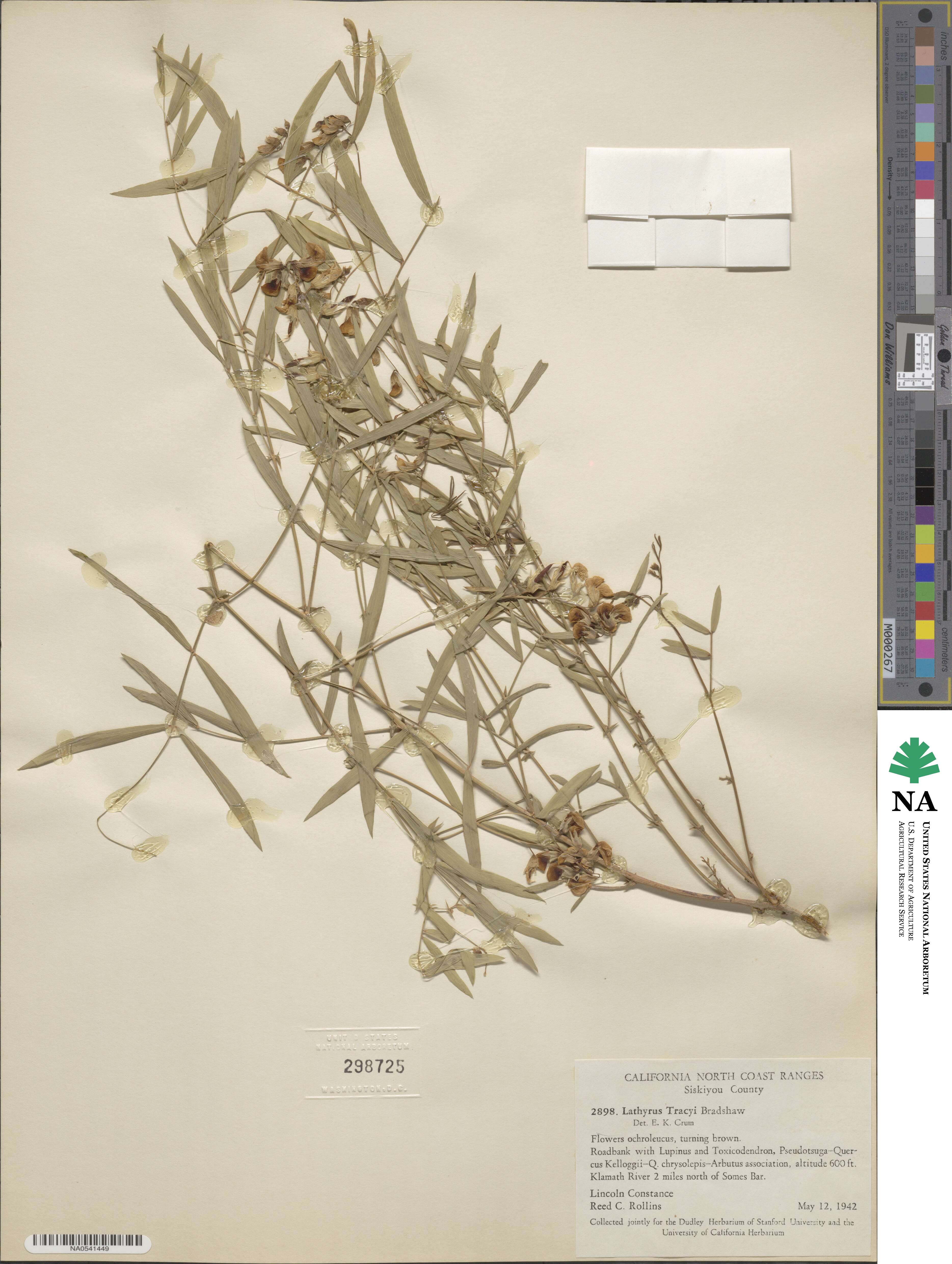 Lathyrus tracyi image