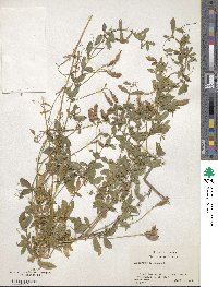 Lathyrus tuberosus image