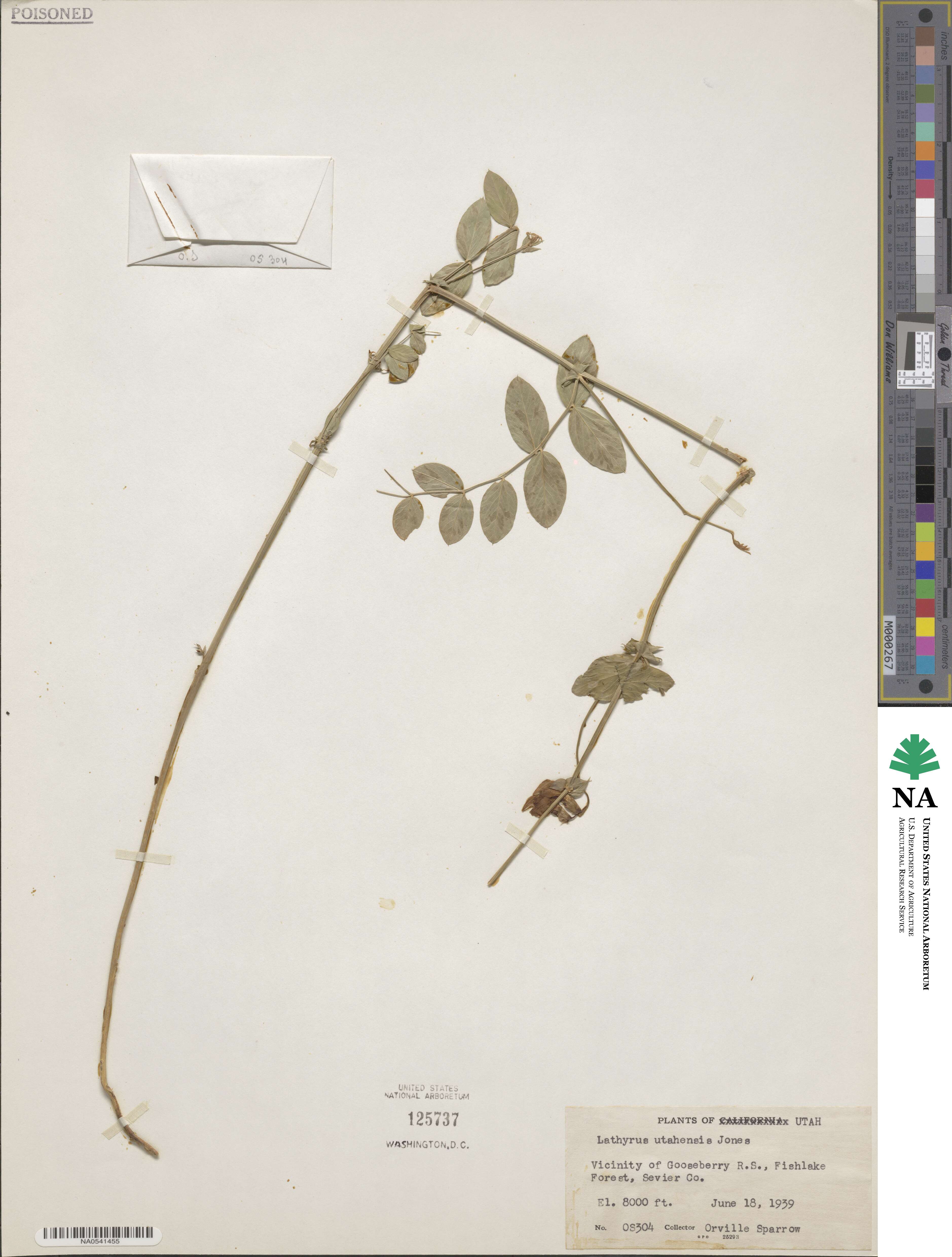 Lathyrus pauciflorus var. utahensis image