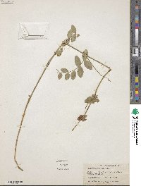 Lathyrus pauciflorus image