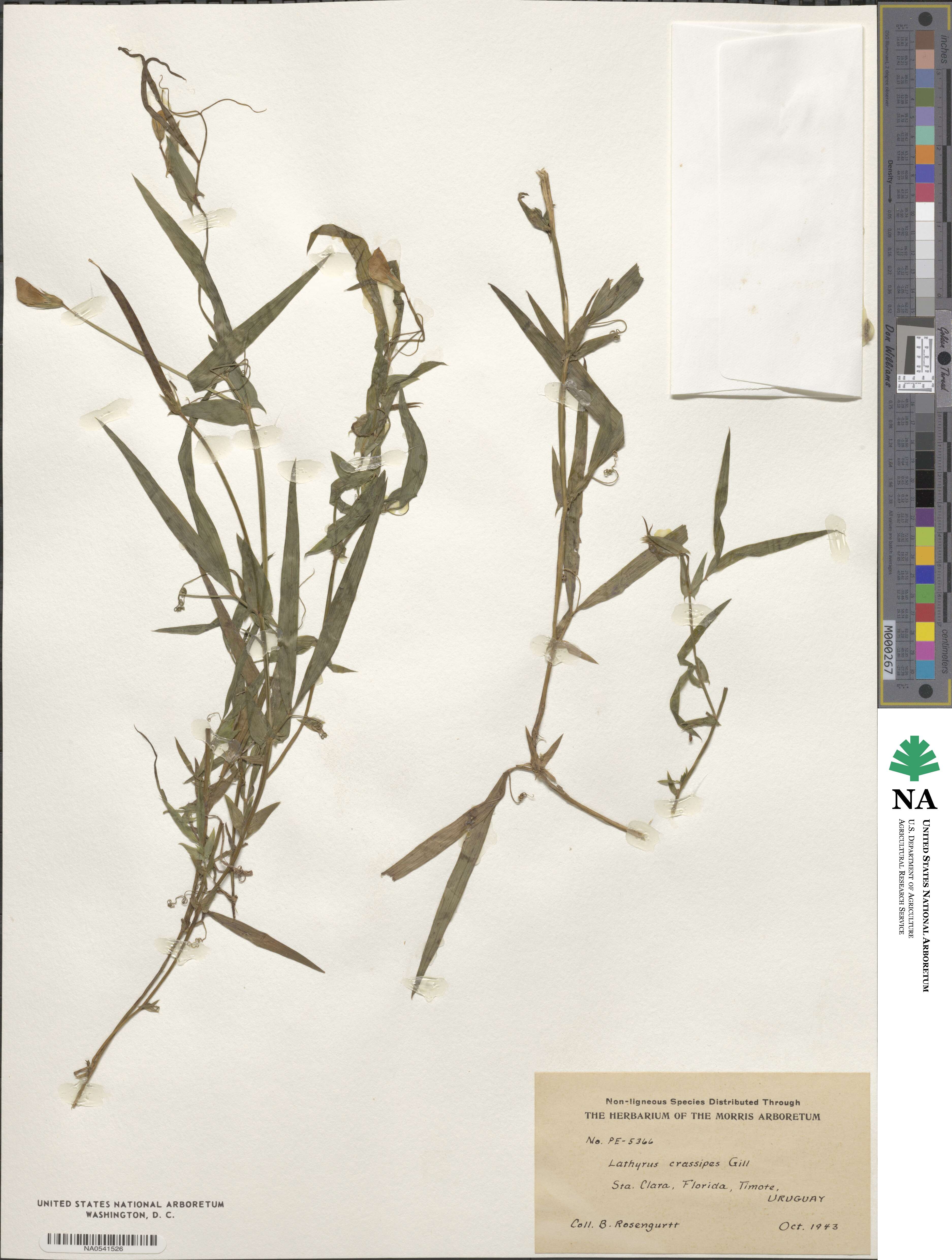 Lathyrus crassipes image