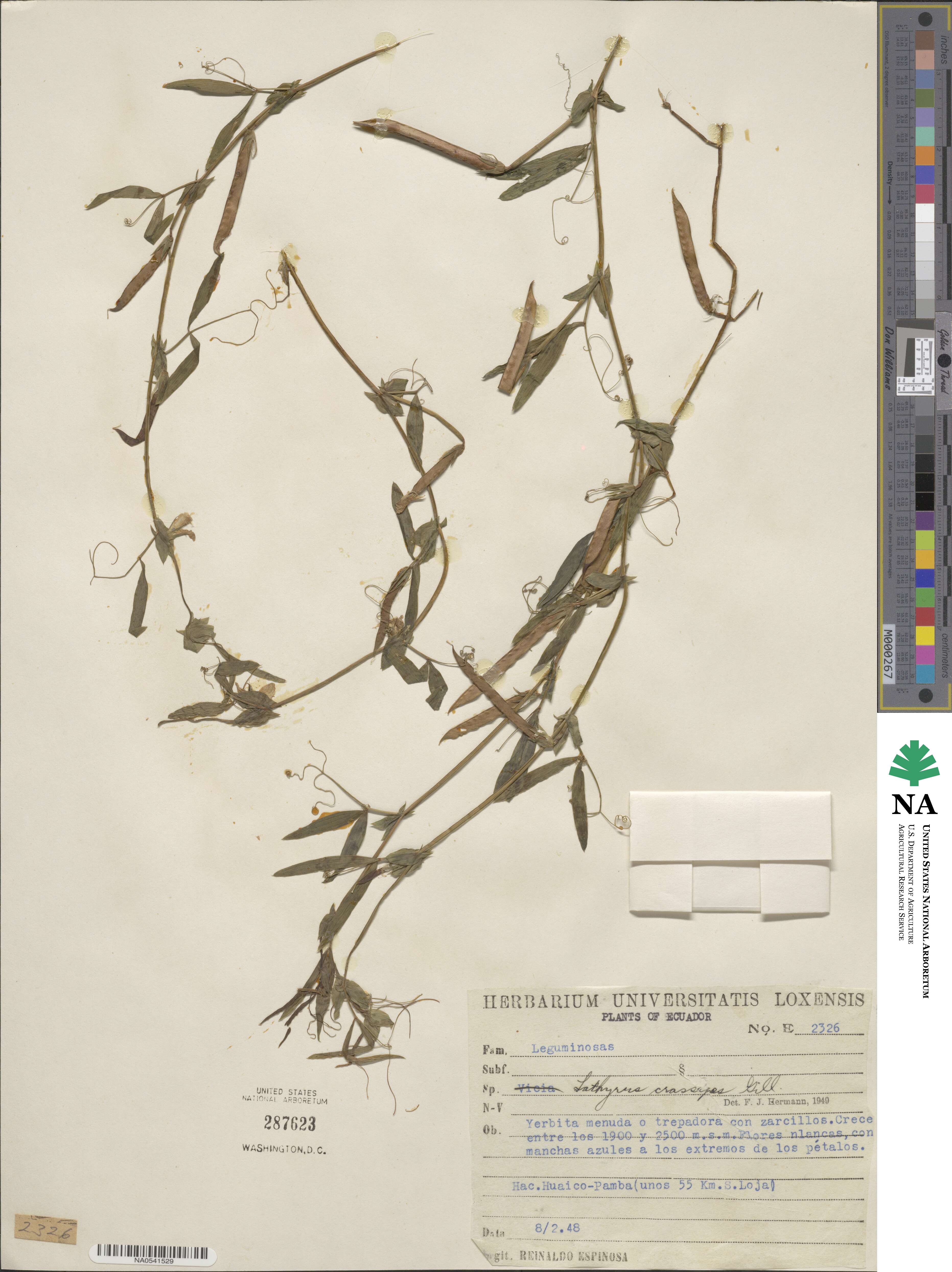 Lathyrus crassipes image