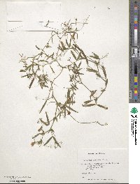 Lathyrus debilis image