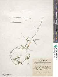 Lathyrus debilis image