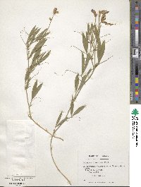 Lathyrus pubescens var. pubescens image