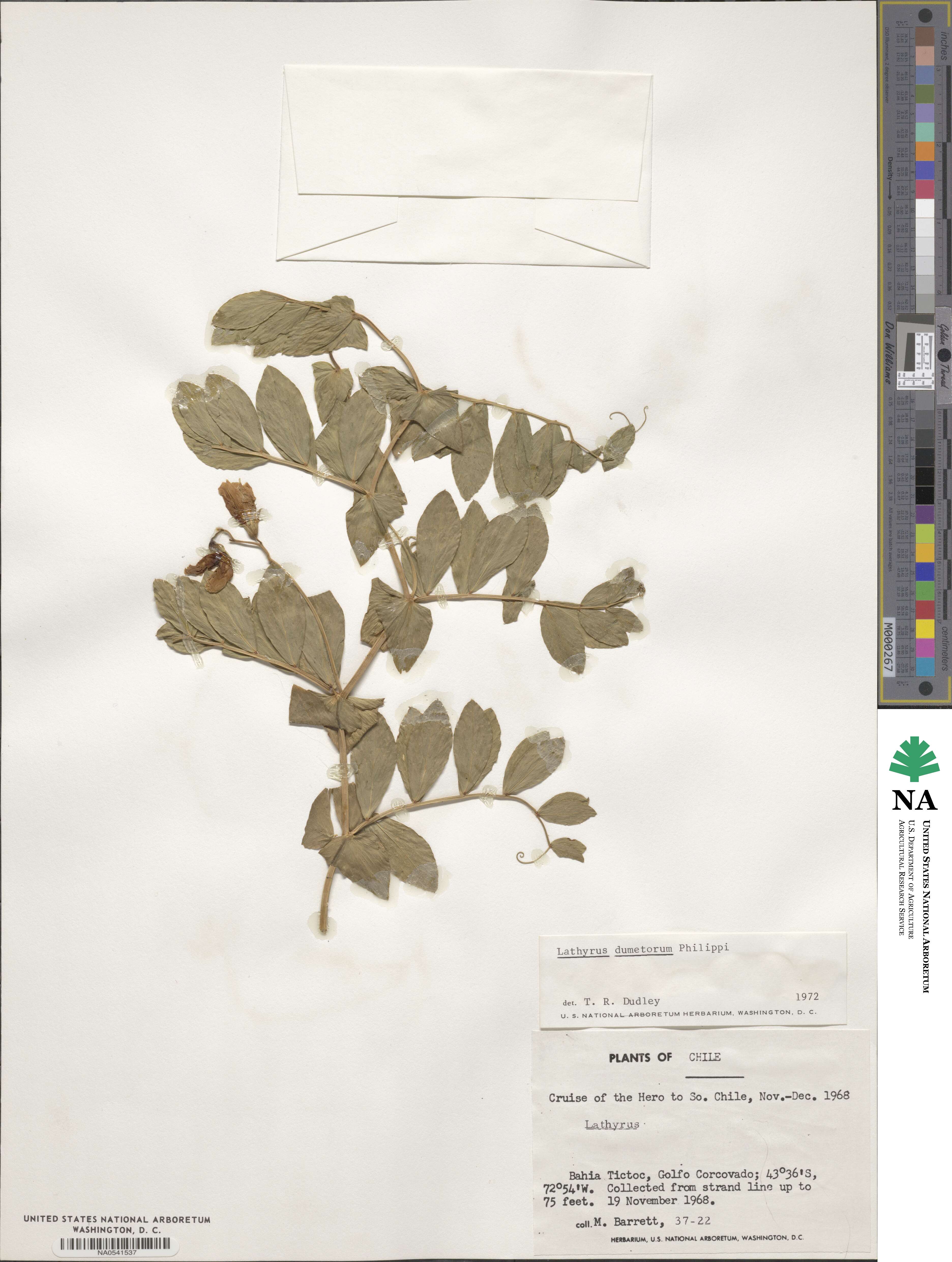 Lathyrus pubescens var. pubescens image