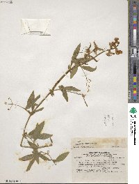 Lathyrus pubescens var. pubescens image