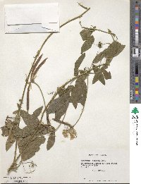 Lathyrus hookeri image