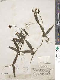 Lathyrus hookeri image