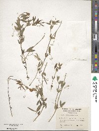 Lathyrus magellanicus image