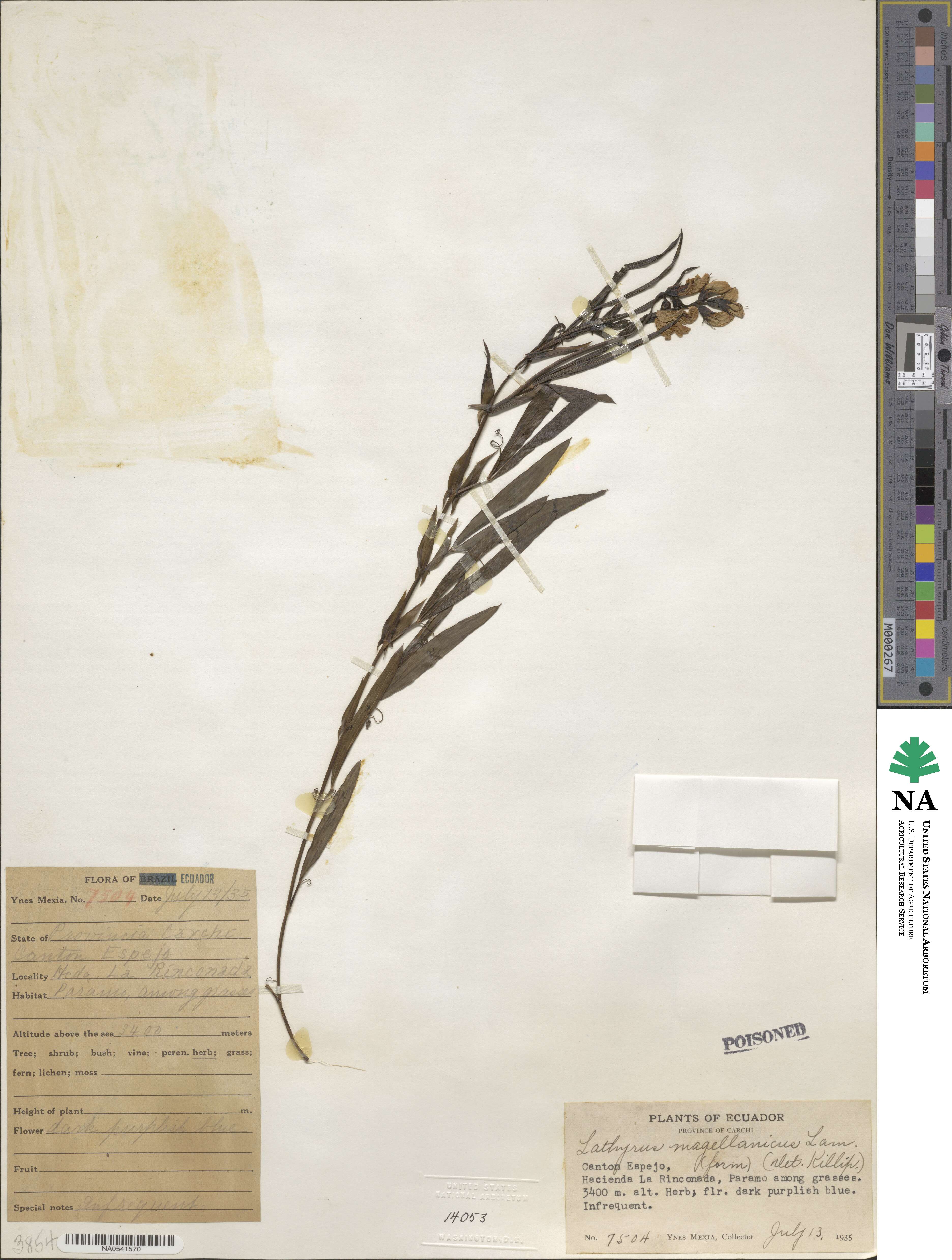 Lathyrus magellanicus image