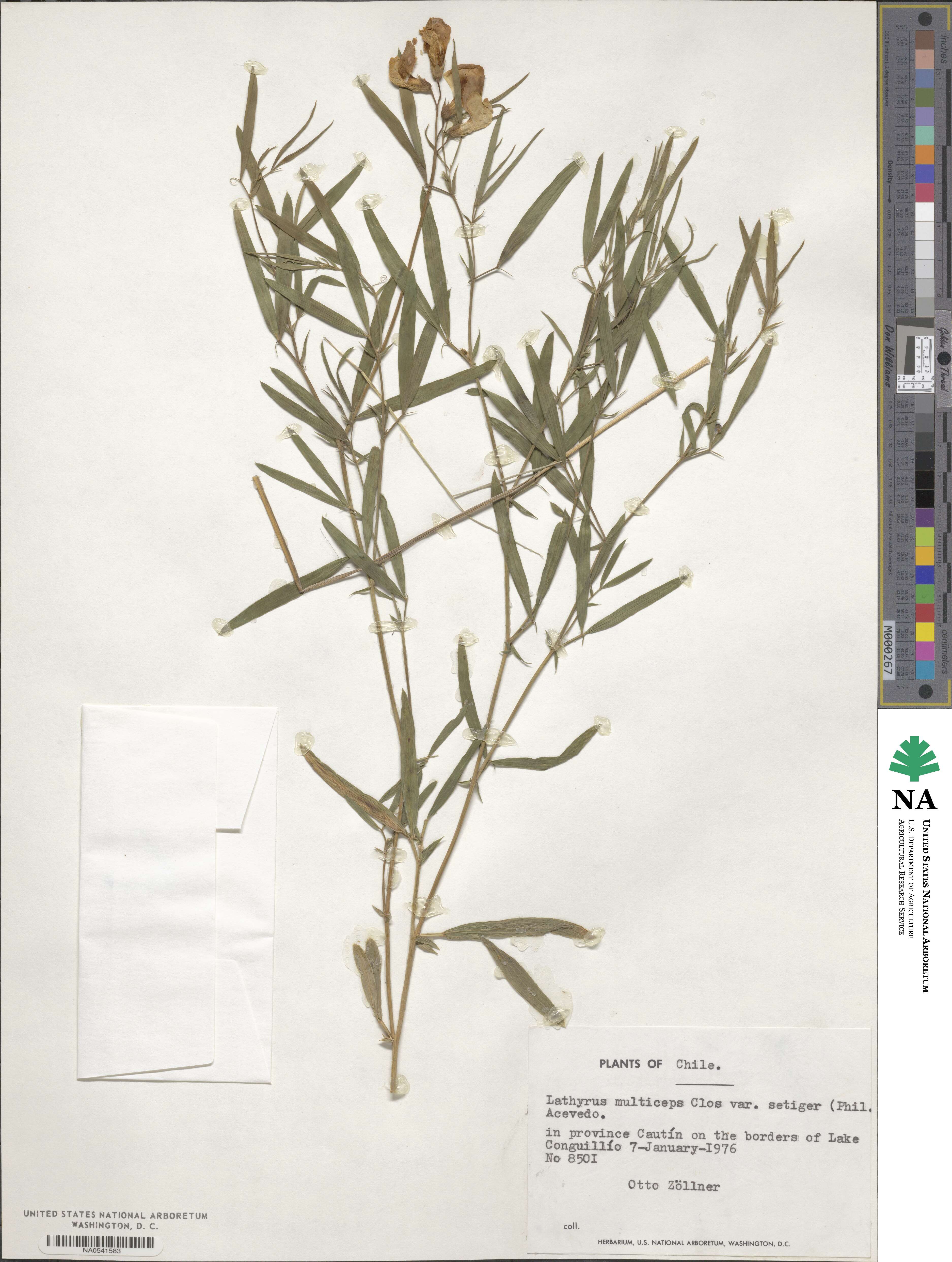 Lathyrus multiceps image
