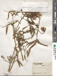 Lathyrus pubescens image