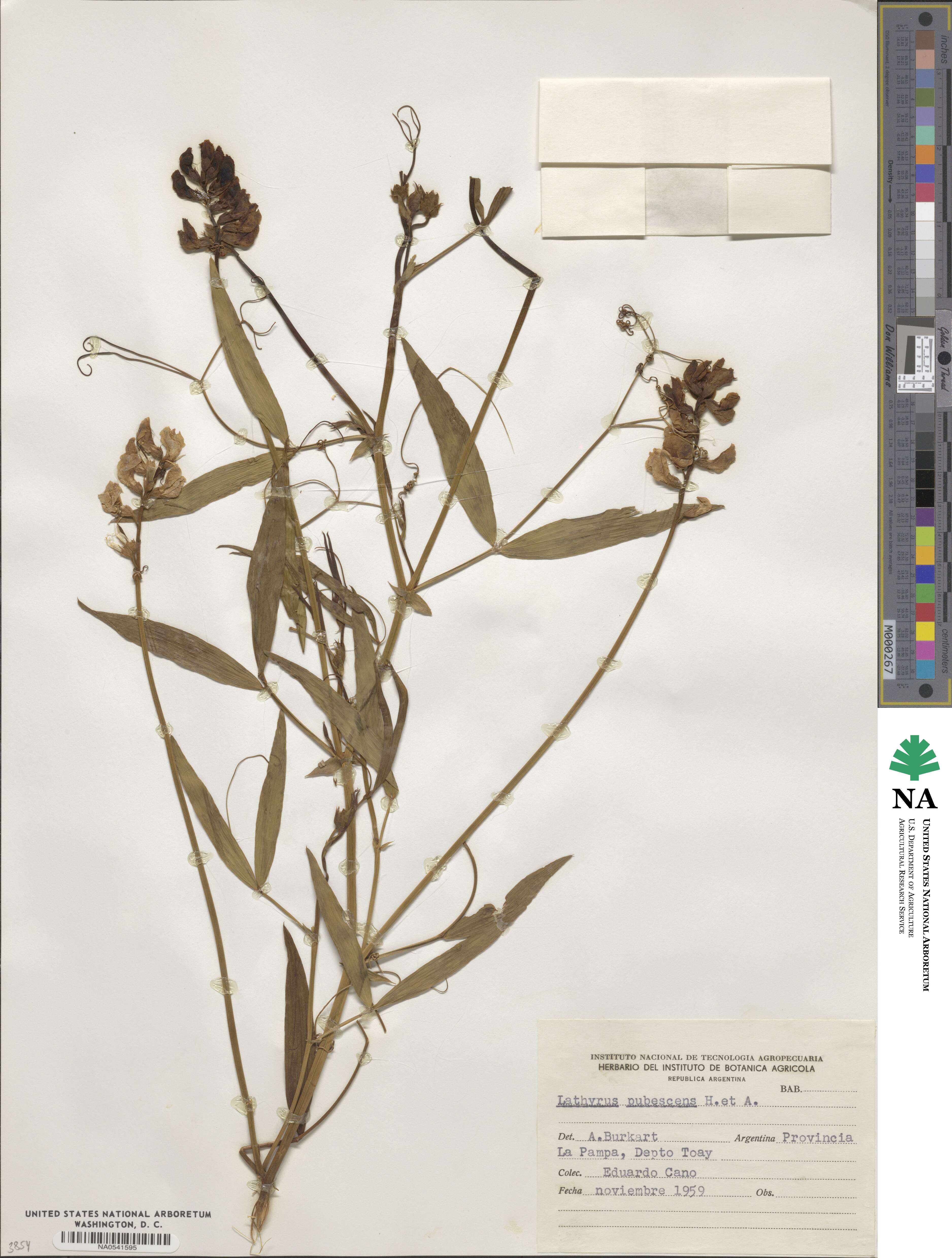 Lathyrus pubescens image