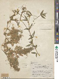 Lathyrus pubescens image