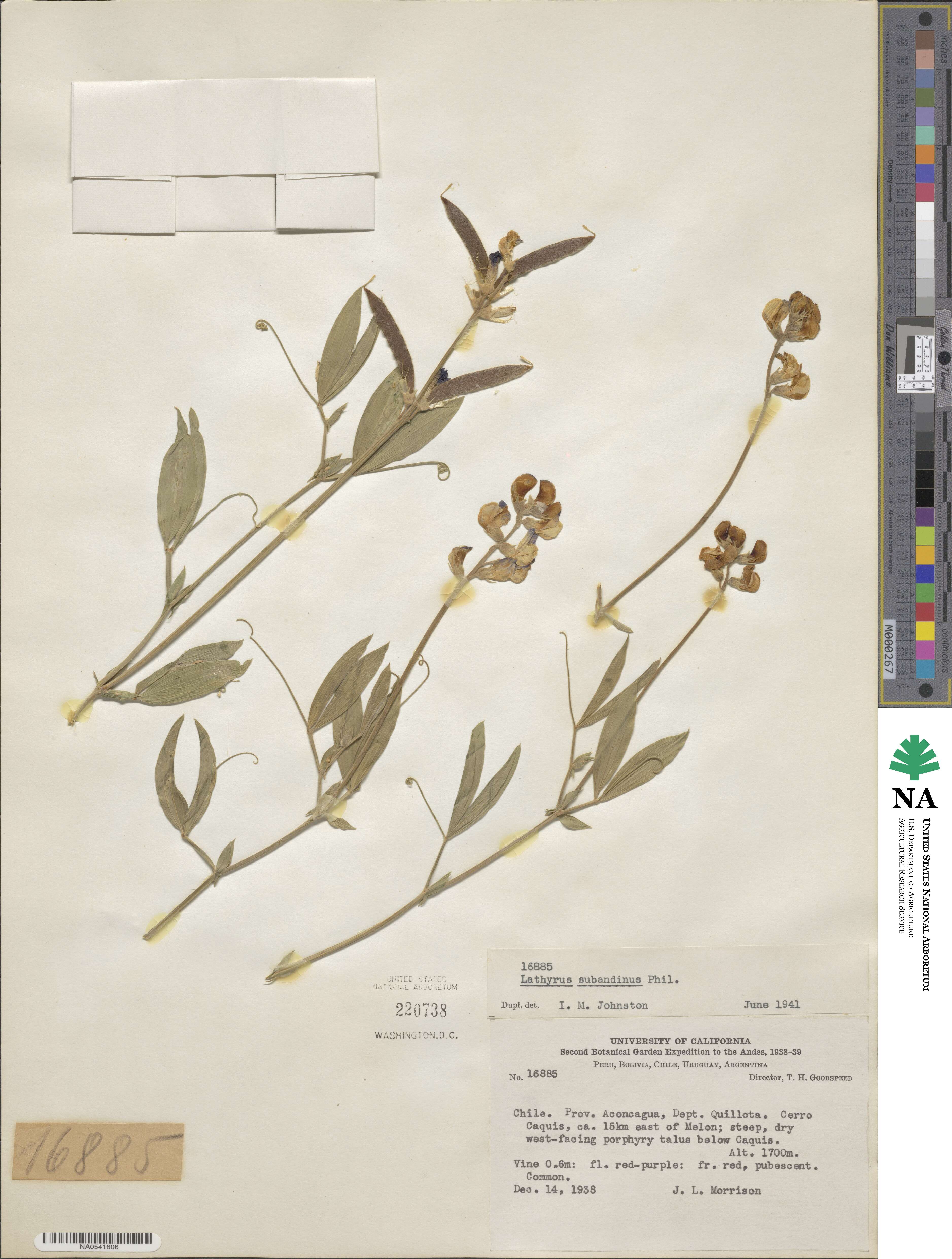 Lathyrus subandinus image