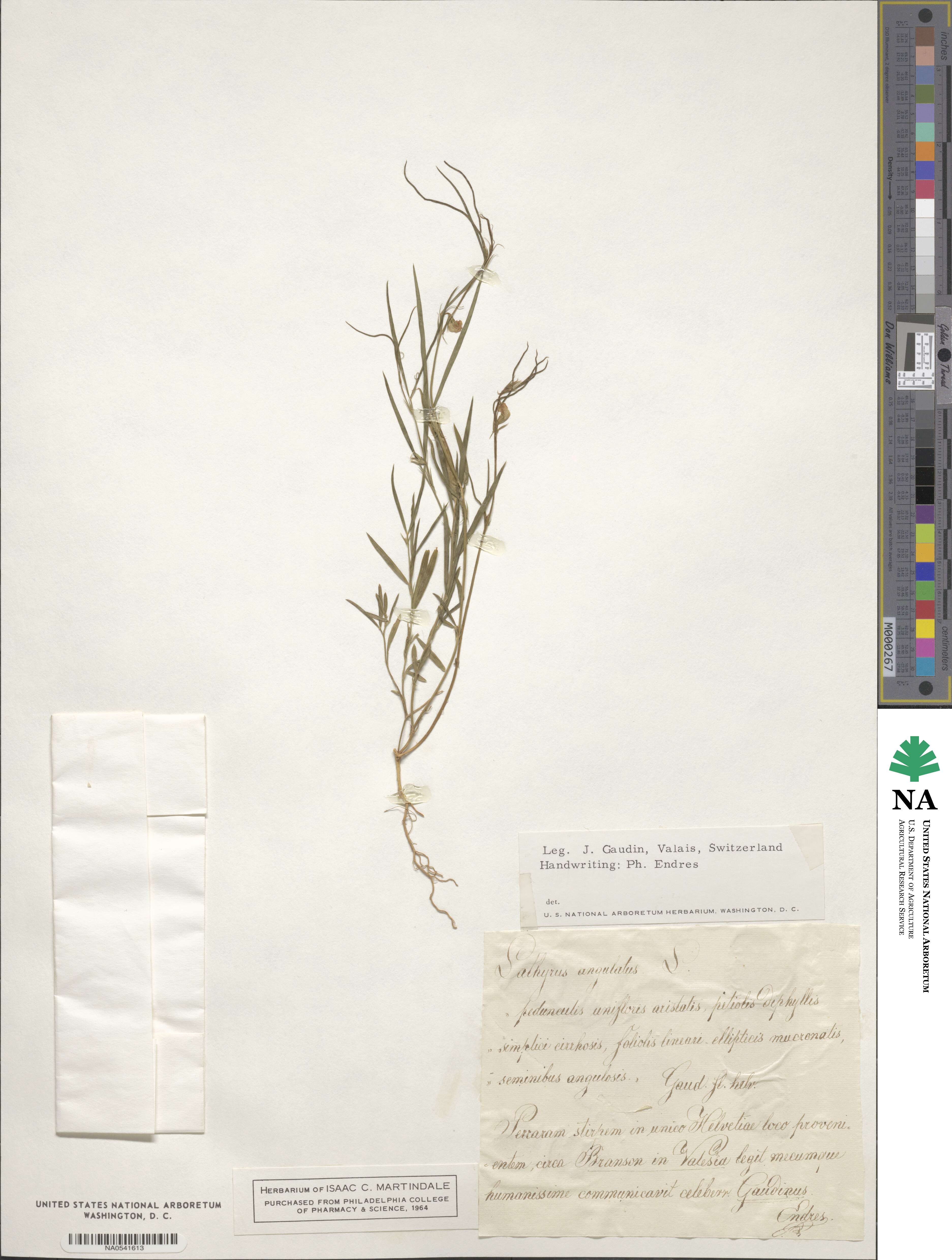 Lathyrus angulatus image