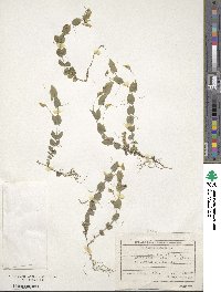 Lathyrus aphaca image