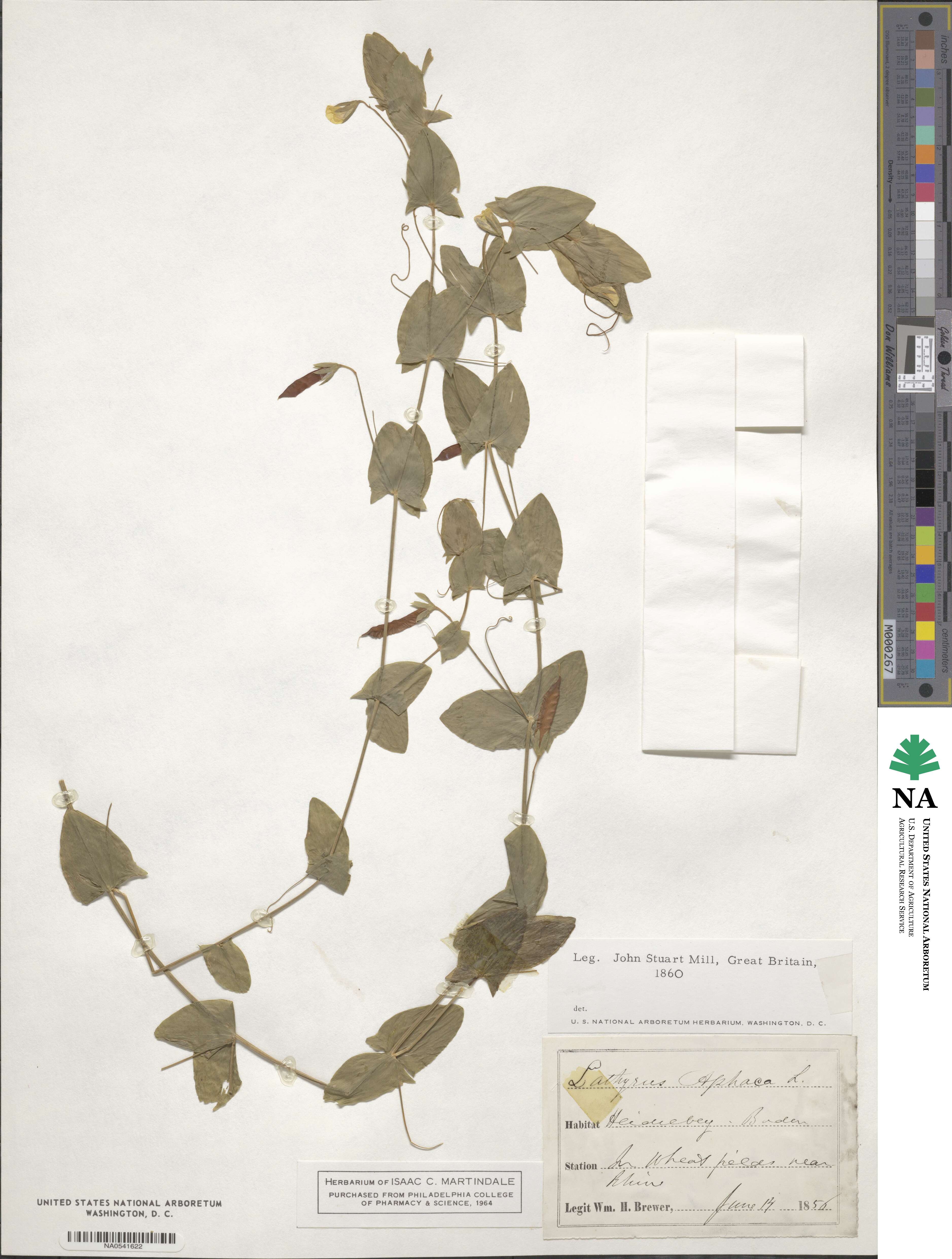 Lathyrus aphaca image