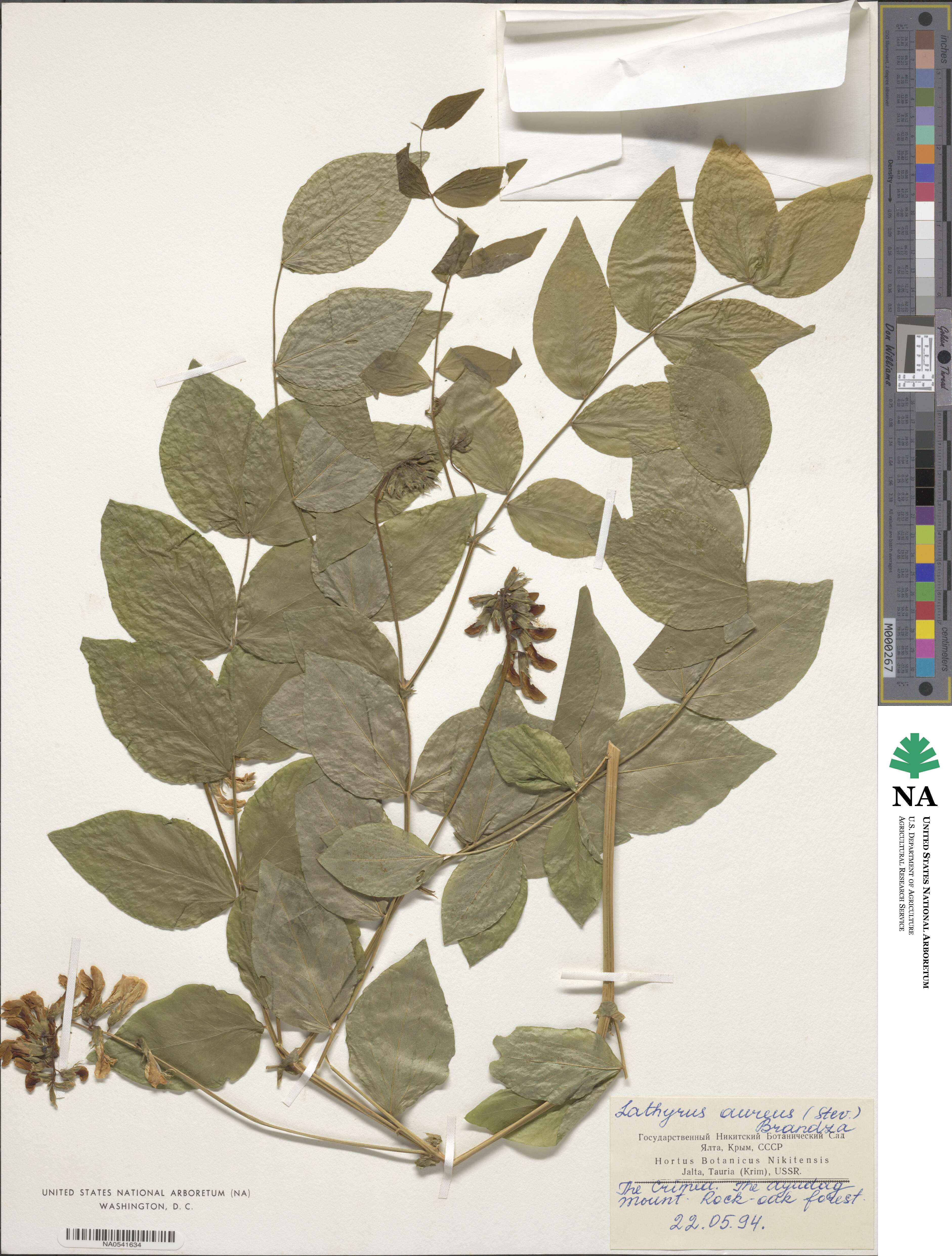 Lathyrus aureus image