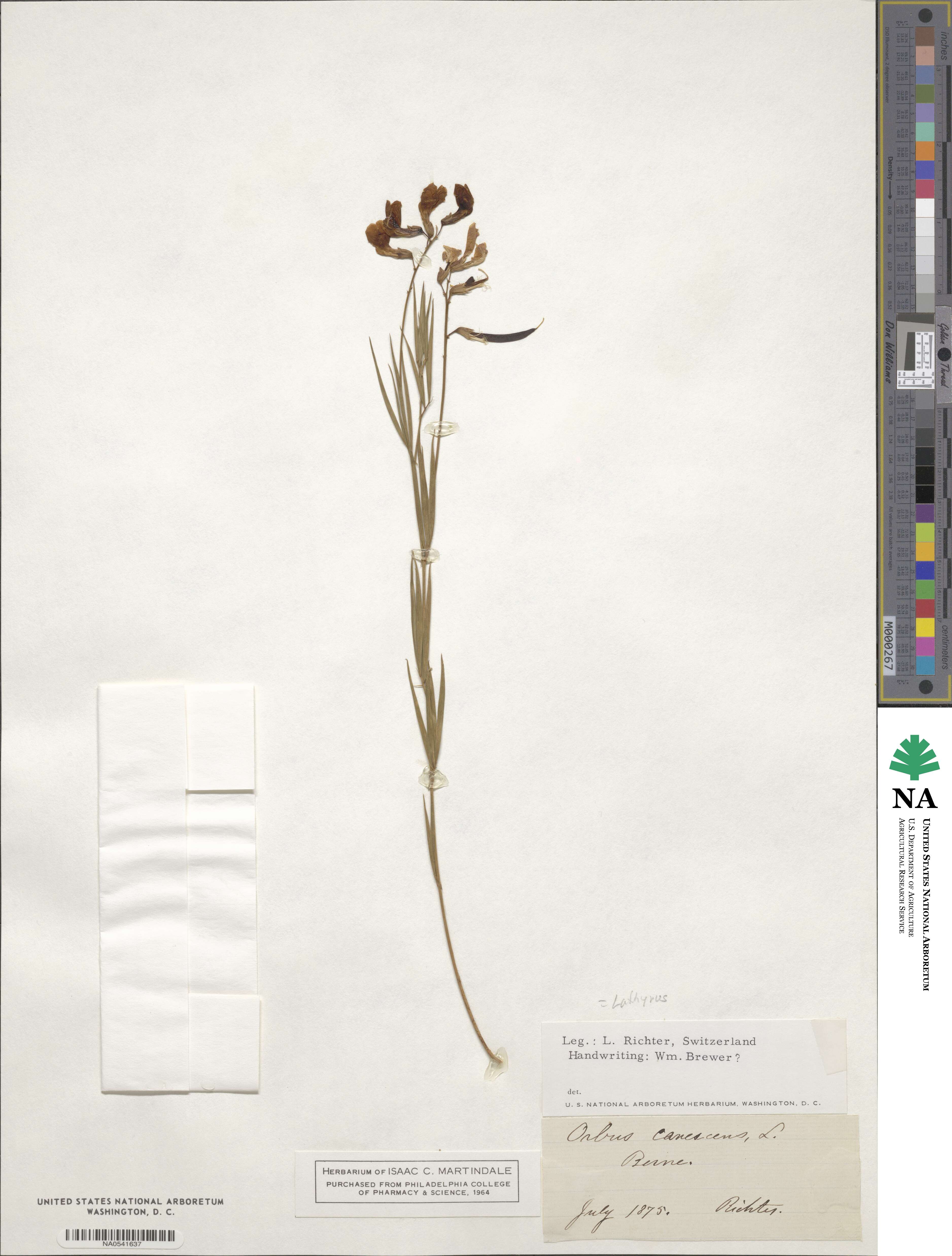 Lathyrus filiformis image