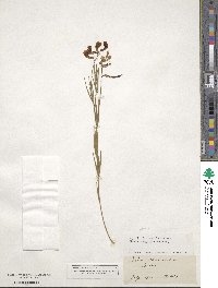 Lathyrus filiformis image