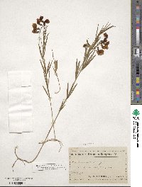 Lathyrus filiformis image