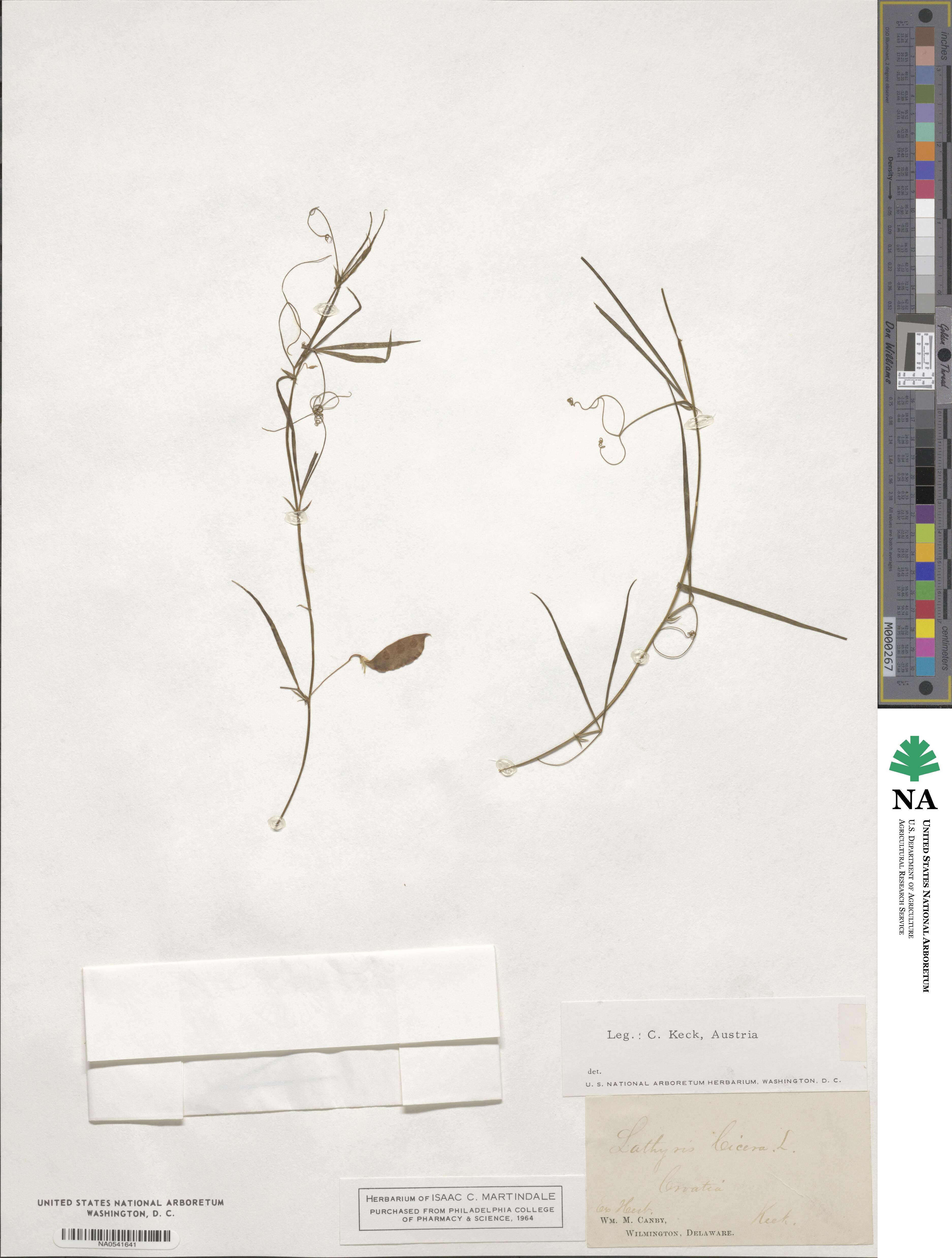 Lathyrus cicera image