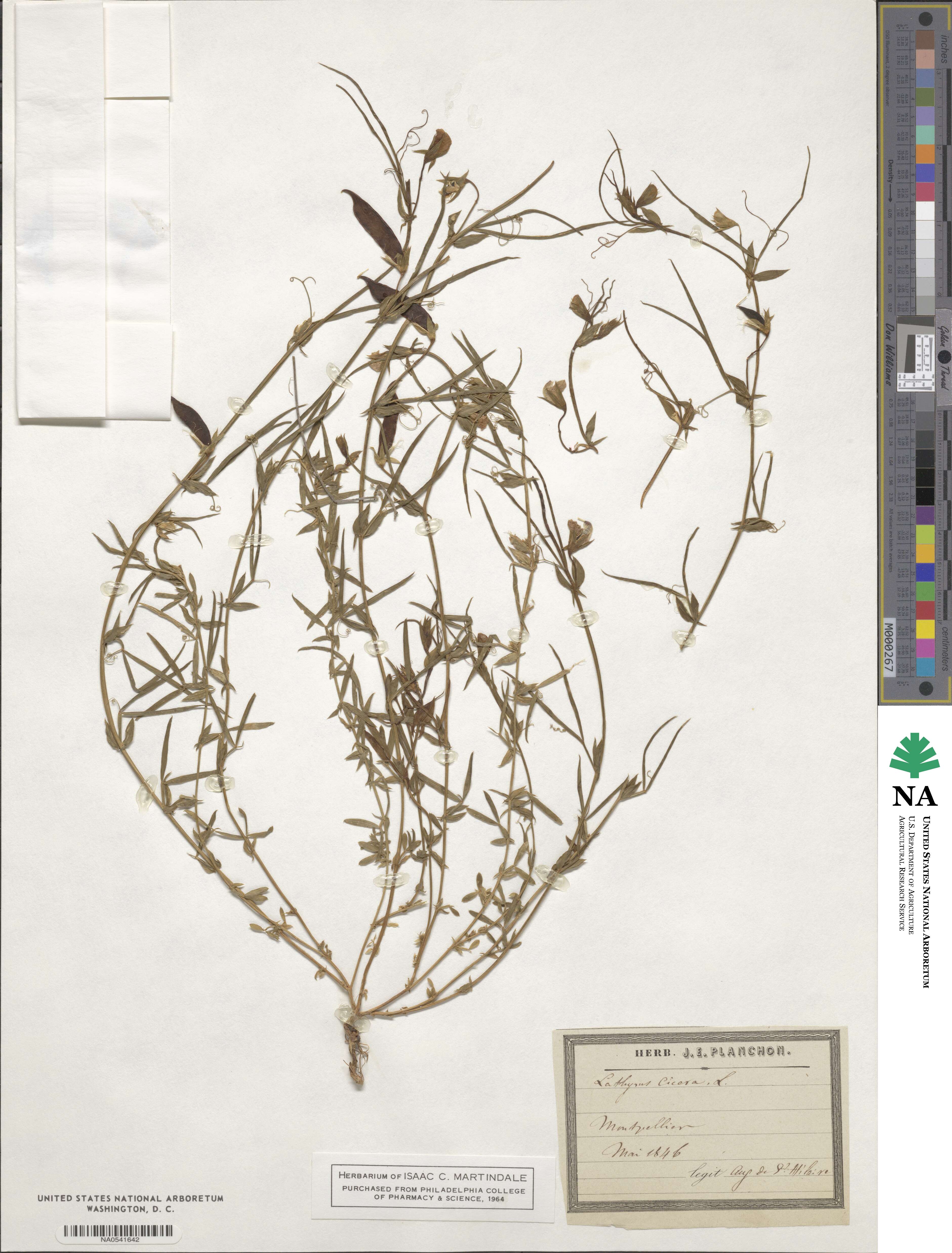 Lathyrus cicera image