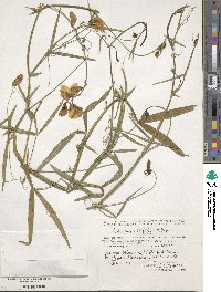 Image of Lathyrus ensifolius