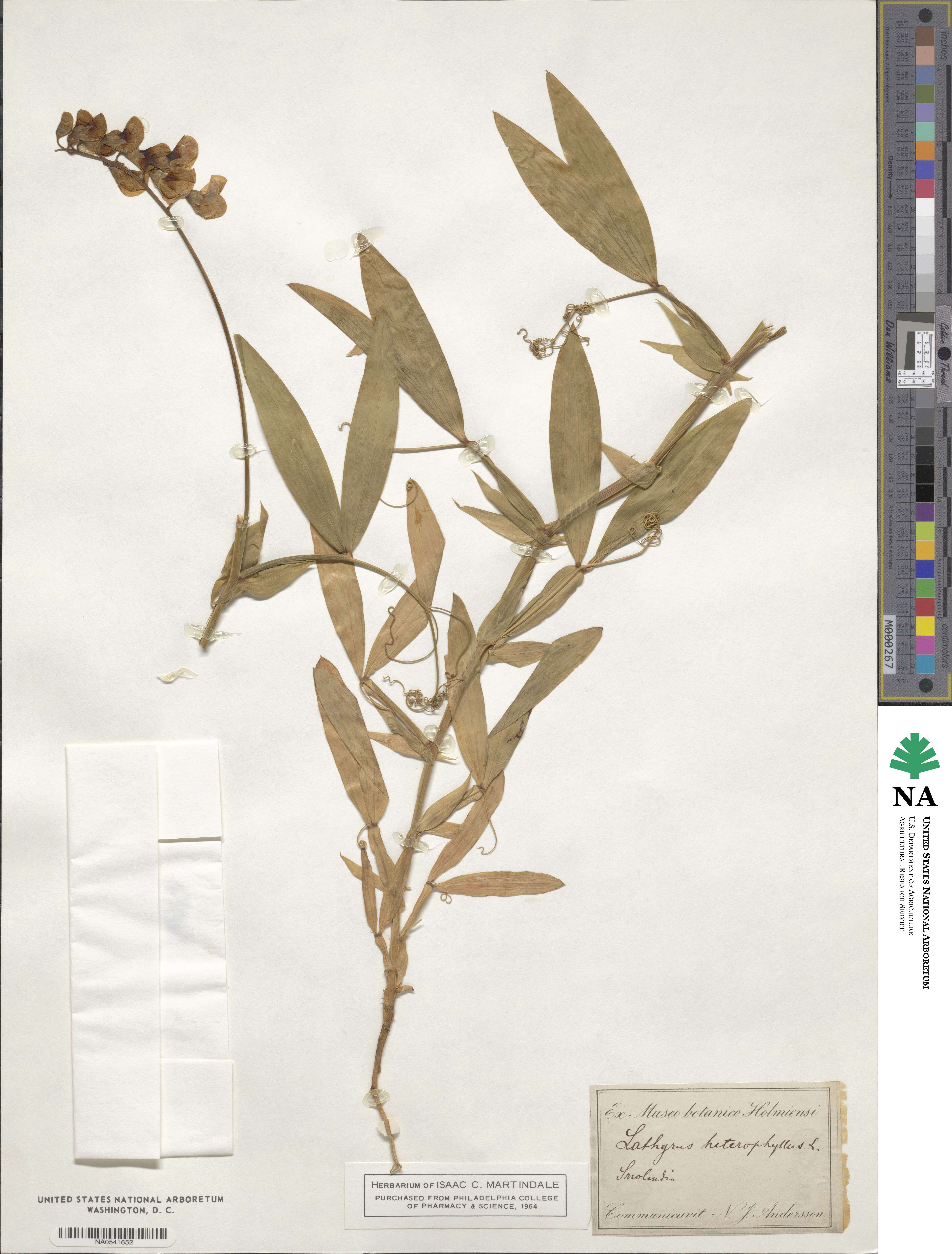 Lathyrus heterophyllus image