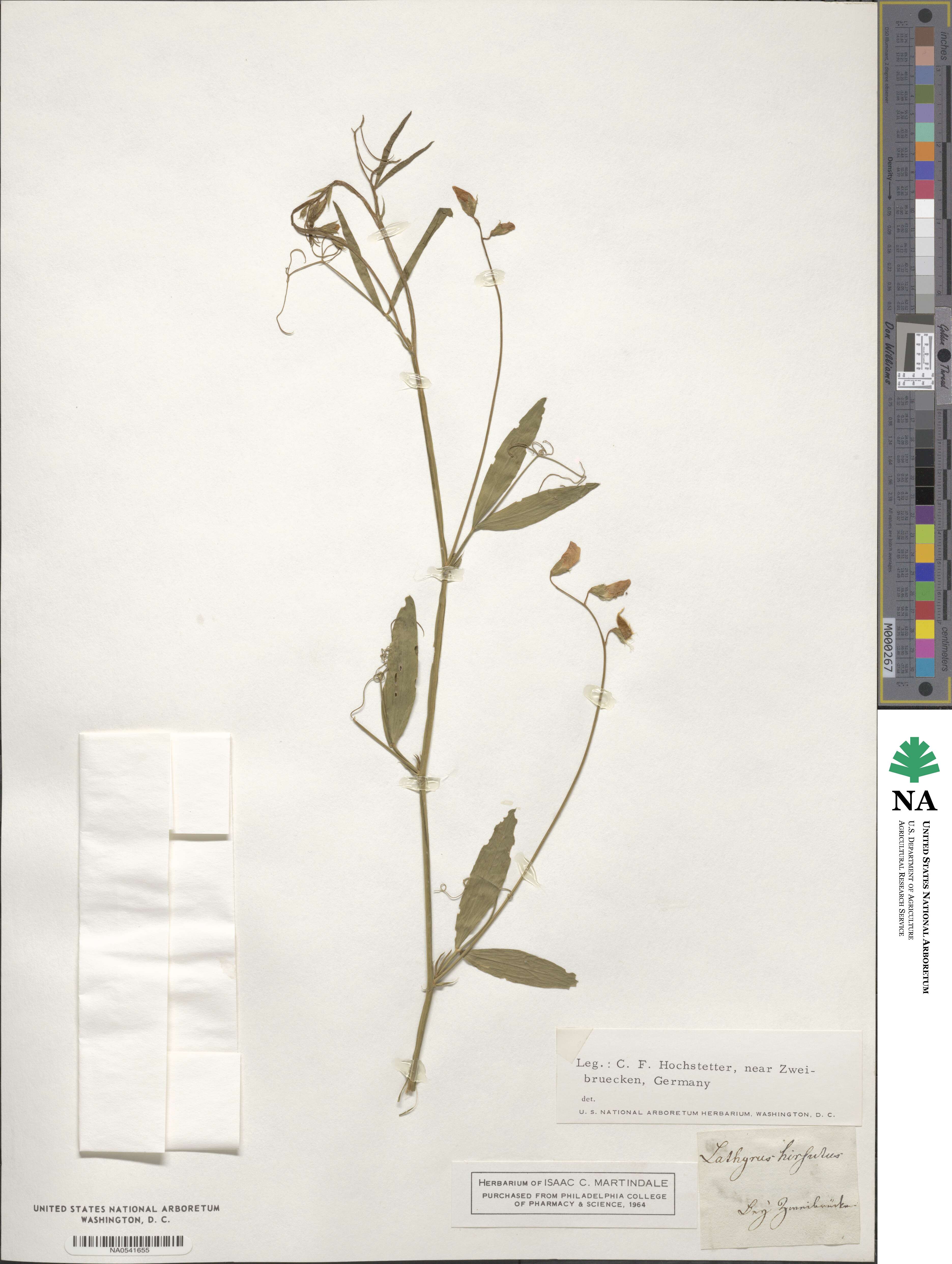 Lathyrus hirsutus image