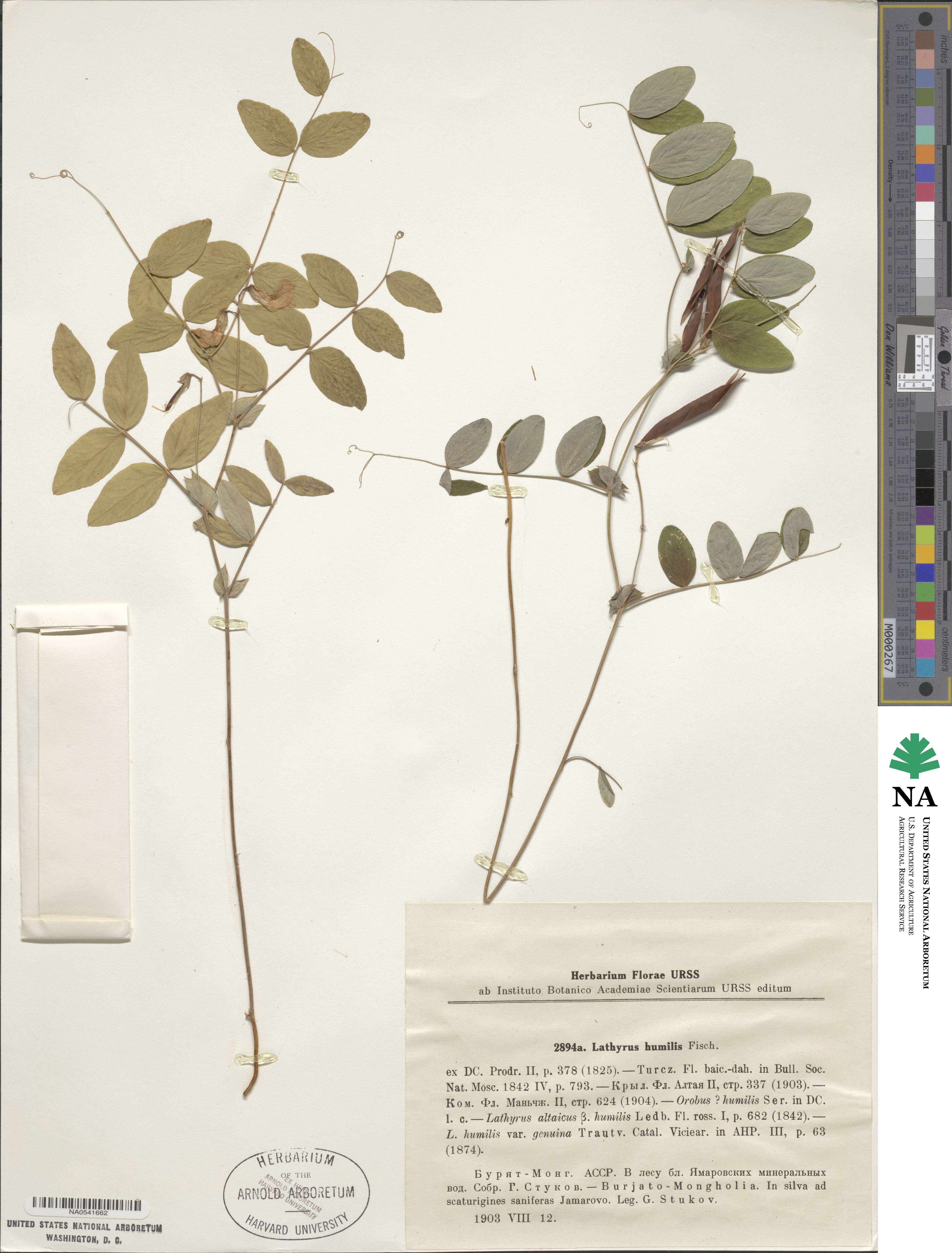 Lathyrus humilis image