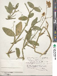 Lathyrus latifolius image