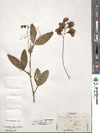 Lathyrus latifolius image