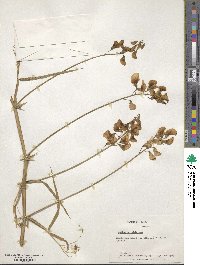 Lathyrus latifolius image