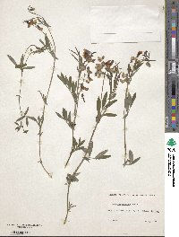 Lathyrus linifolius image