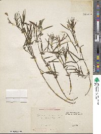 Lathyrus linifolius image