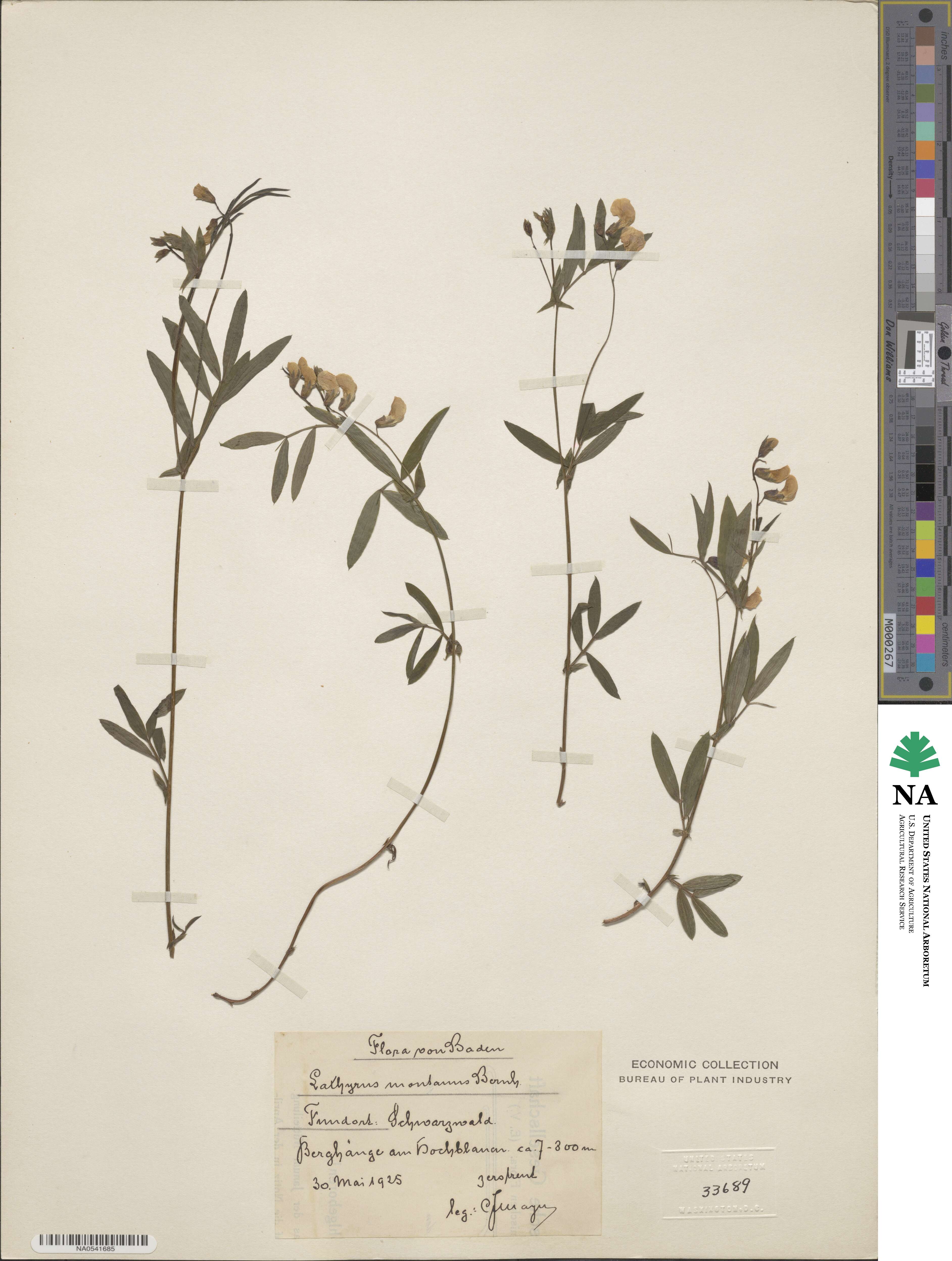 Lathyrus linifolius image