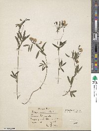 Lathyrus linifolius image