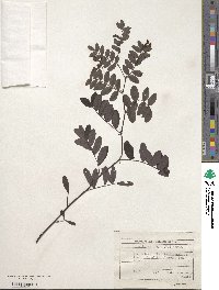 Lathyrus niger image