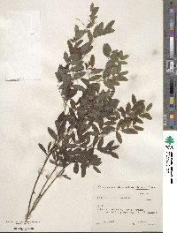 Lathyrus niger image