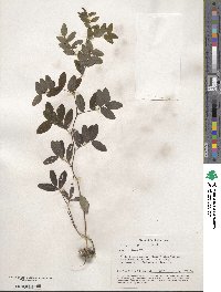 Lathyrus niger image