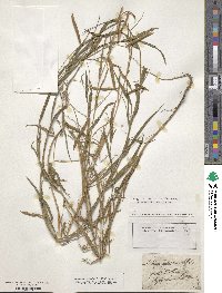 Lathyrus nissolia image