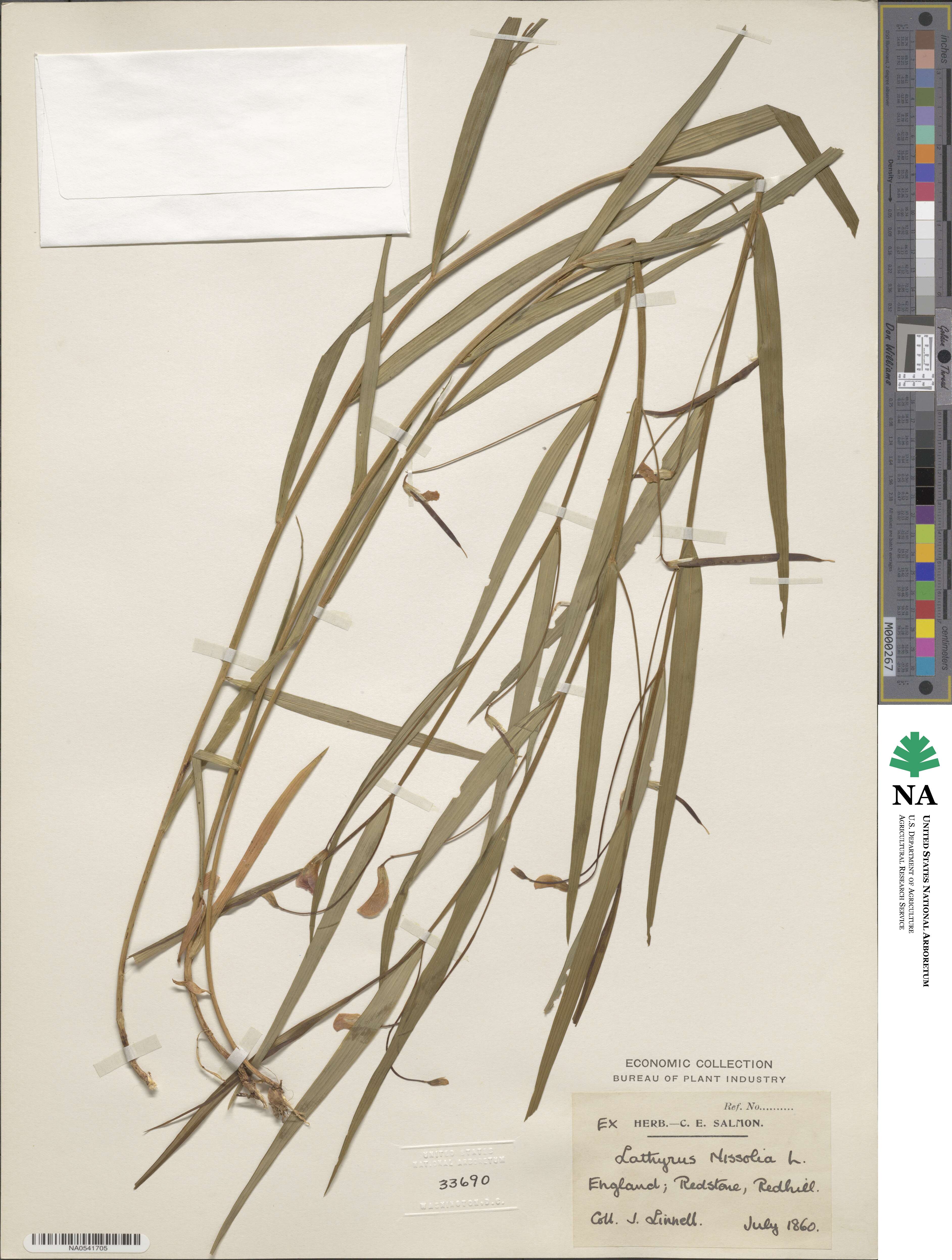 Lathyrus nissolia image