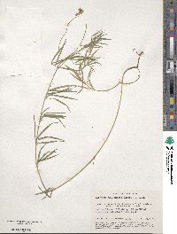 Lathyrus pallescens image