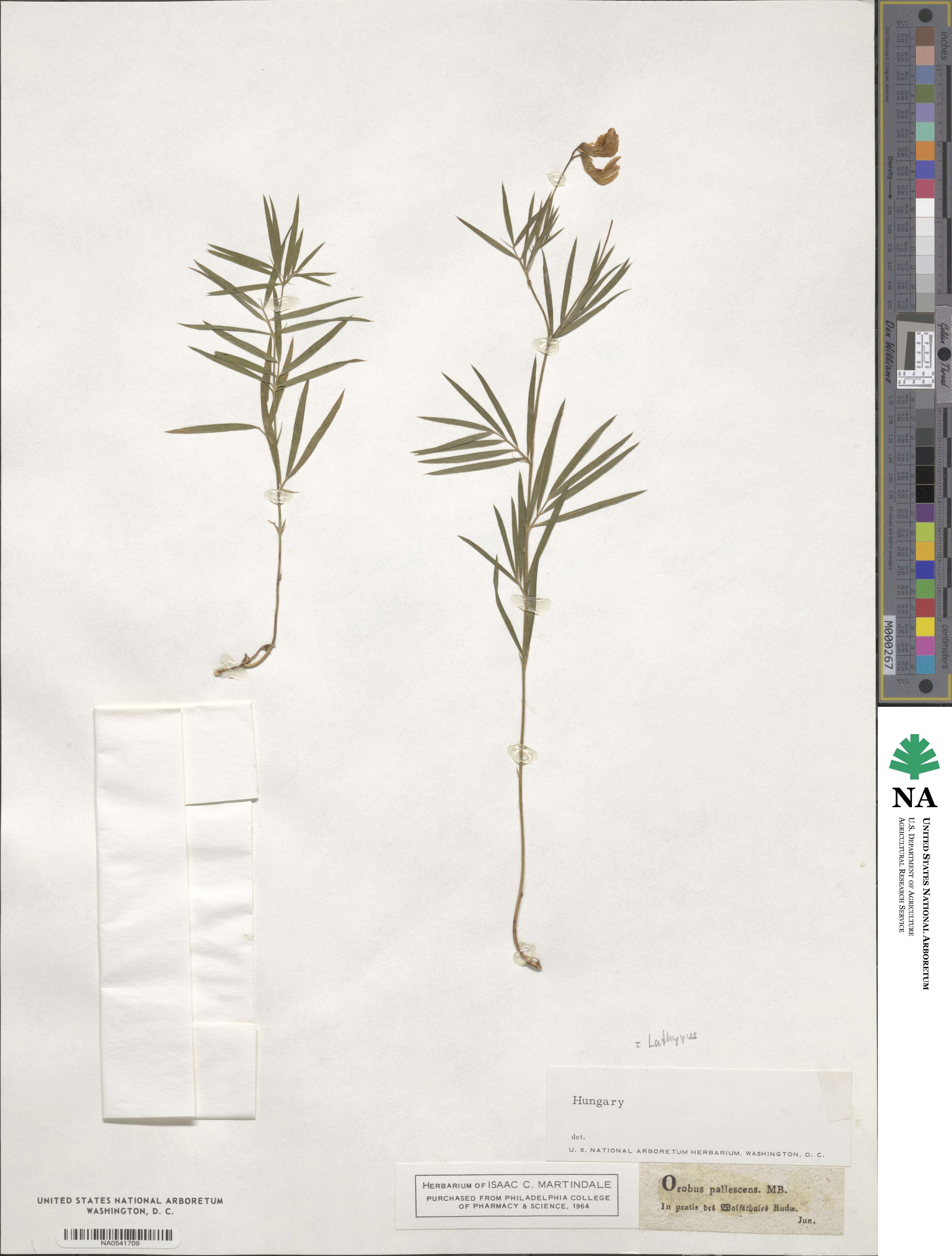 Lathyrus pallescens image