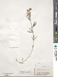 Lathyrus pallescens image