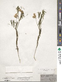 Lathyrus palustris image